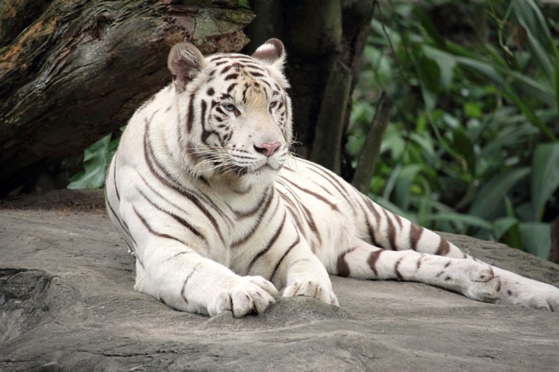 ホワイトタイガー　シンガポール動物園