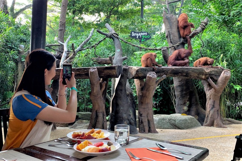 シンガポール動物園　オラウータンと朝食
