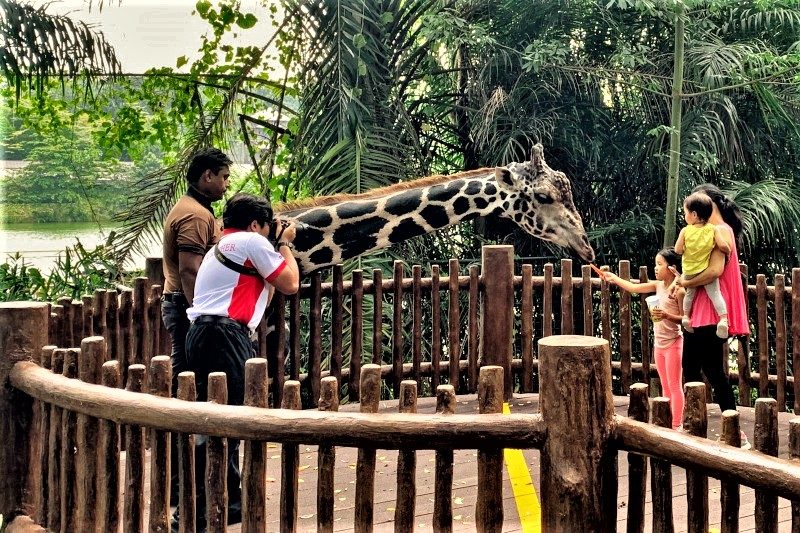 シンガポール動物園の見どころ　キリンに餌をあげる体験