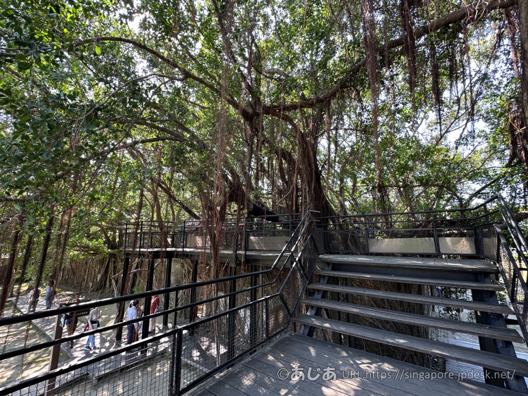 ガジュマルの木々の間に設置された黒い鉄骨の空中歩道と階段