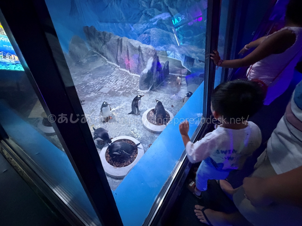 シーライフ・バンコクのペンギン・アイス・プレイグラウンドを見る子ども