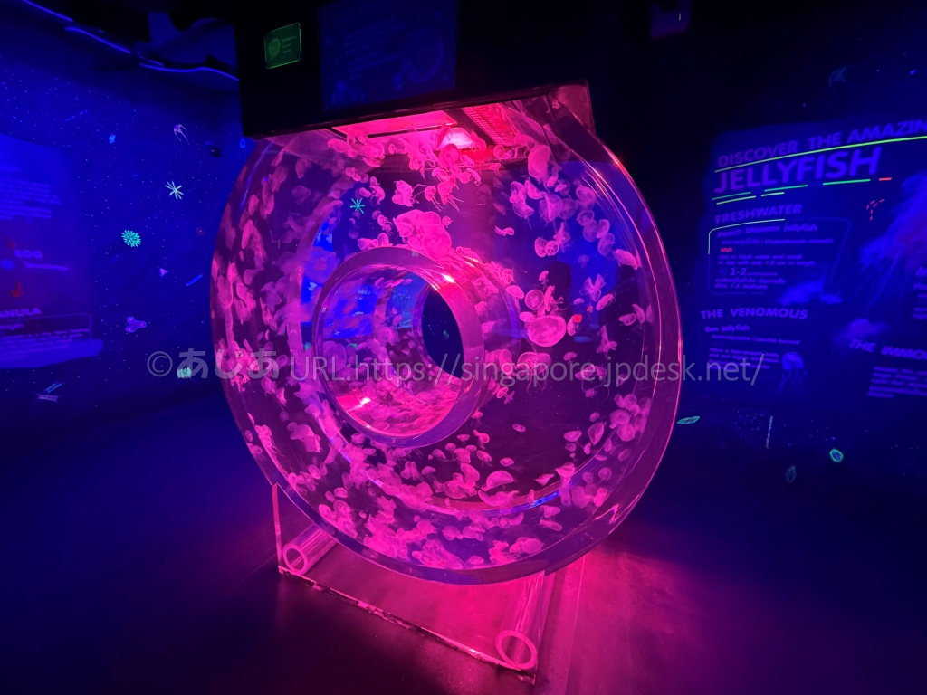 ピンク色に光るドーナツ形のクラゲ水槽