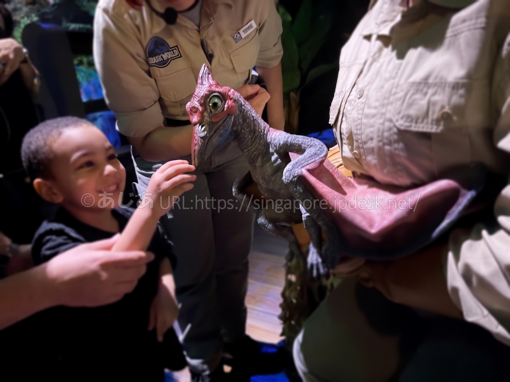 飼育員が抱える小型恐竜に子どもが触れているライブショー