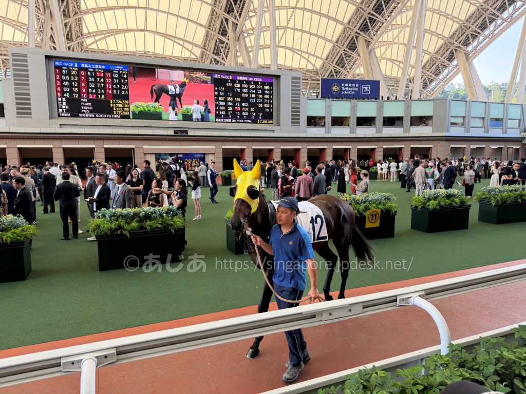 沙田競馬場のパドックを歩く競走馬と引き手