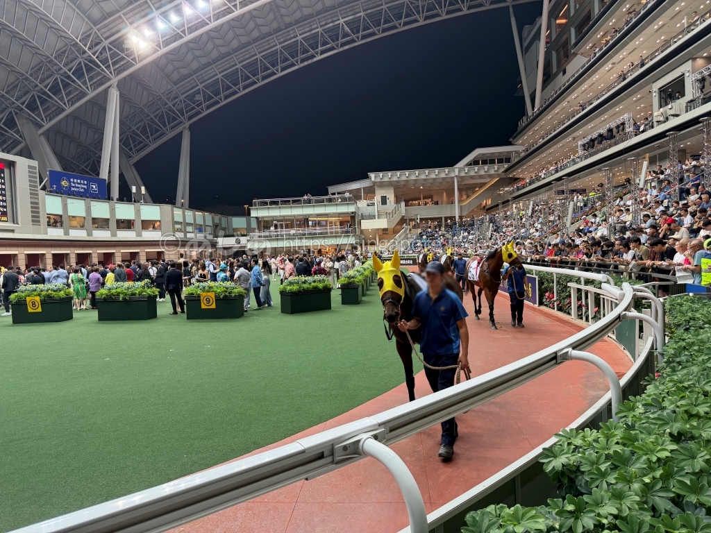 レース前の出走馬を確認できる沙田競馬場のパドック