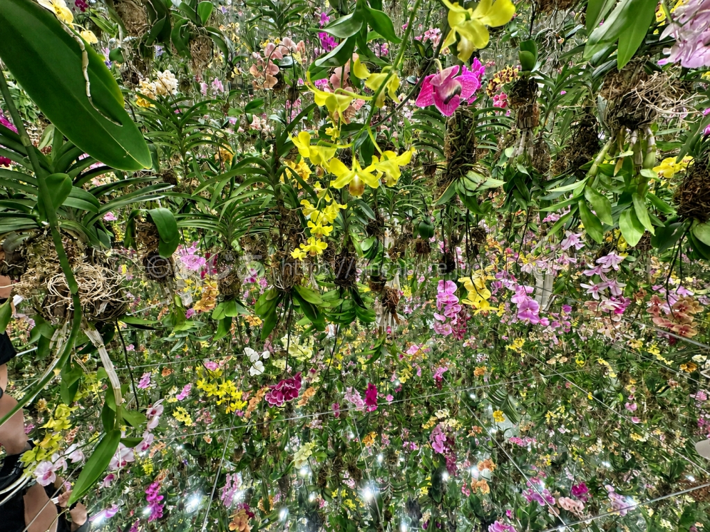 Floating Flower Gardenを構成する色鮮やかなランの花と根