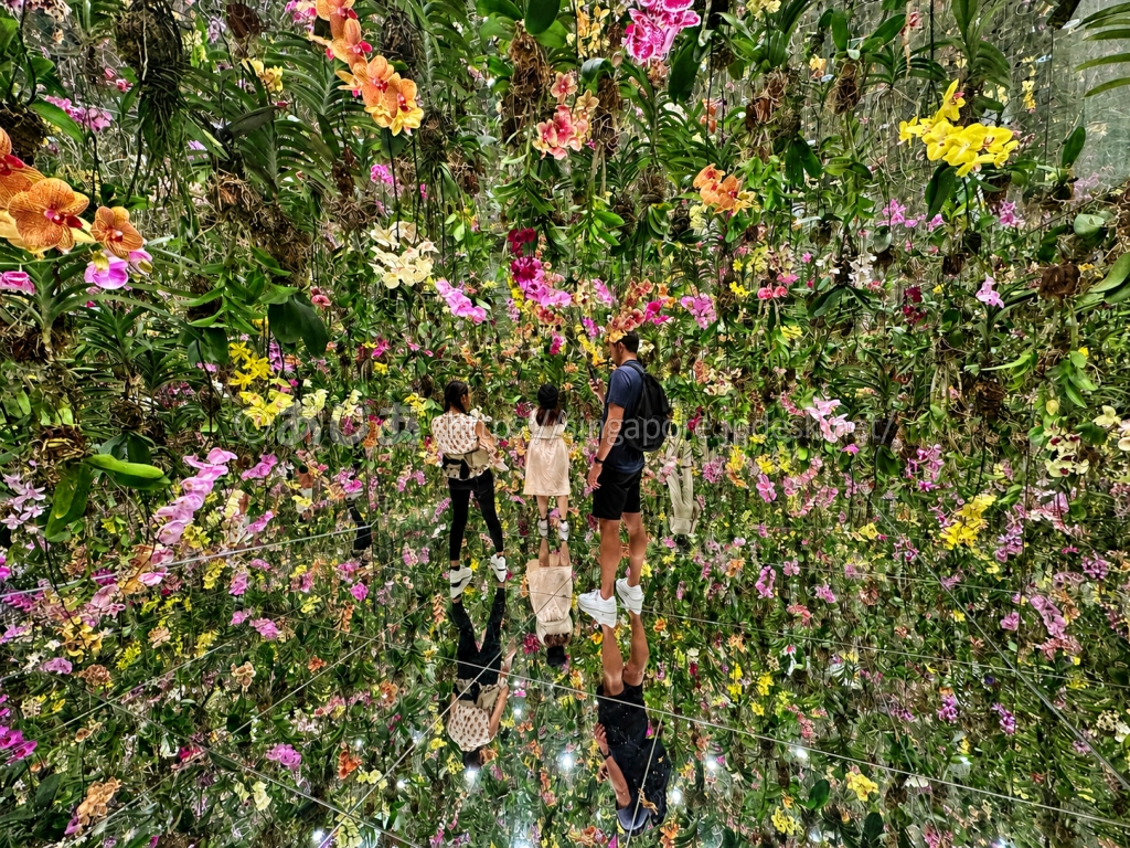 8,000株以上のランと鏡に囲まれるFloating Flower Garden