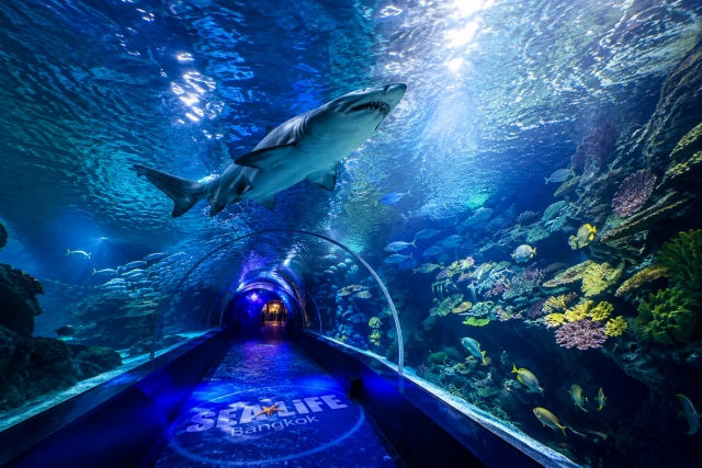 シーライフ・バンコクのサメや水槽をまとめた写真